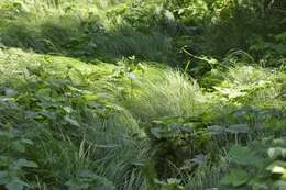 Image of quaking-grass sedge