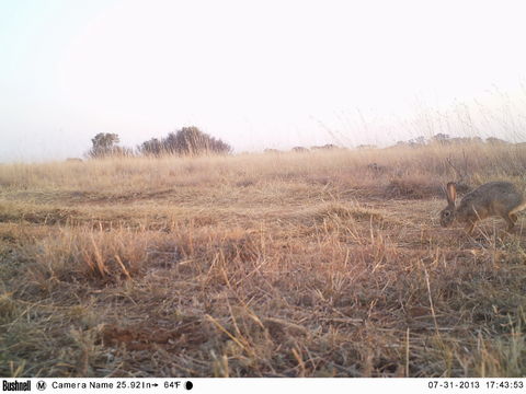 Lepus capensis Linnaeus 1758 resmi