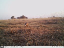 Image of Cape hare