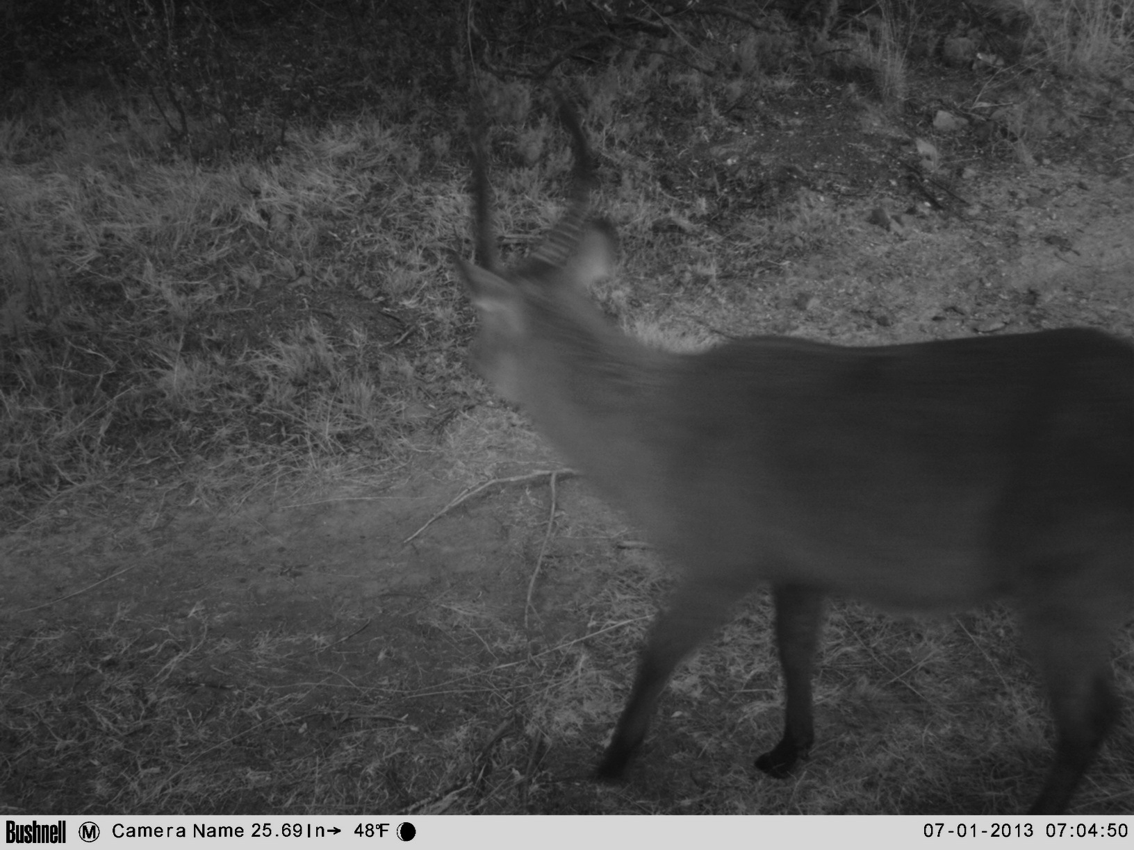 Image of Ellipsen Waterbuck