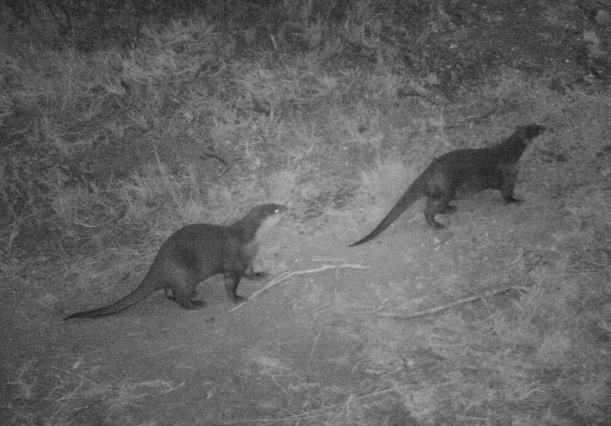 Image of African Clawless Otter