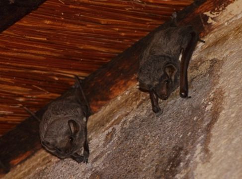 Image of Mauritian Tomb Bat