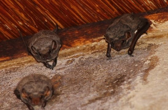 Image of Mauritian Tomb Bat