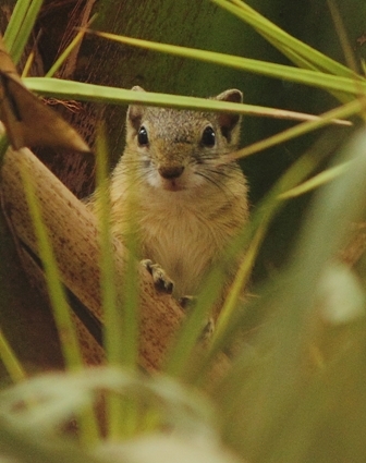 Image of Smith's Bush Squirrel