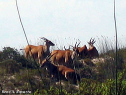 Image of Eland