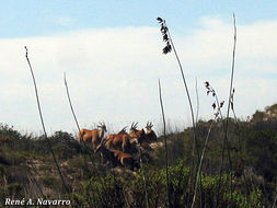 Image of Eland