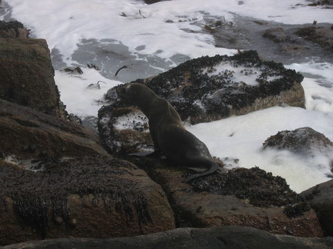 Image of Cape fur seal