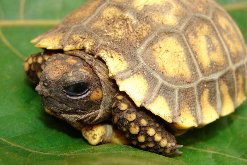 Image of Yellow-footed Tortoise