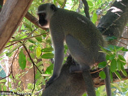 Image of Vervet Monkey