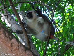 Image of Vervet Monkey