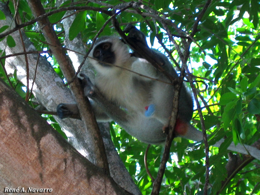 Image of Vervet Monkey