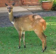 Image of Bushbuck