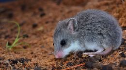 Image of Pouched Mice