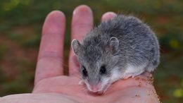 Image of Pouched Mice