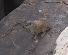 Image of Rock Hyrax