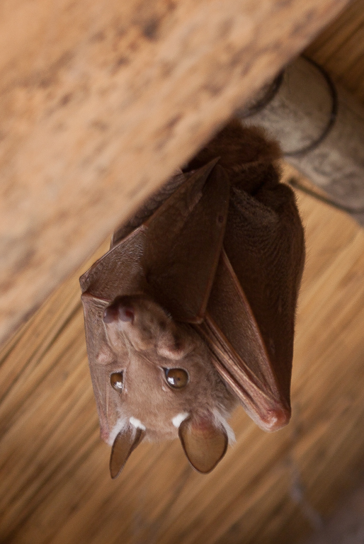 Image of Peters's Epauletted Fruit Bat