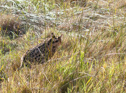 Leptailurus Severtzov 1858 resmi