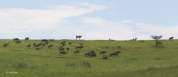 Image of Eland