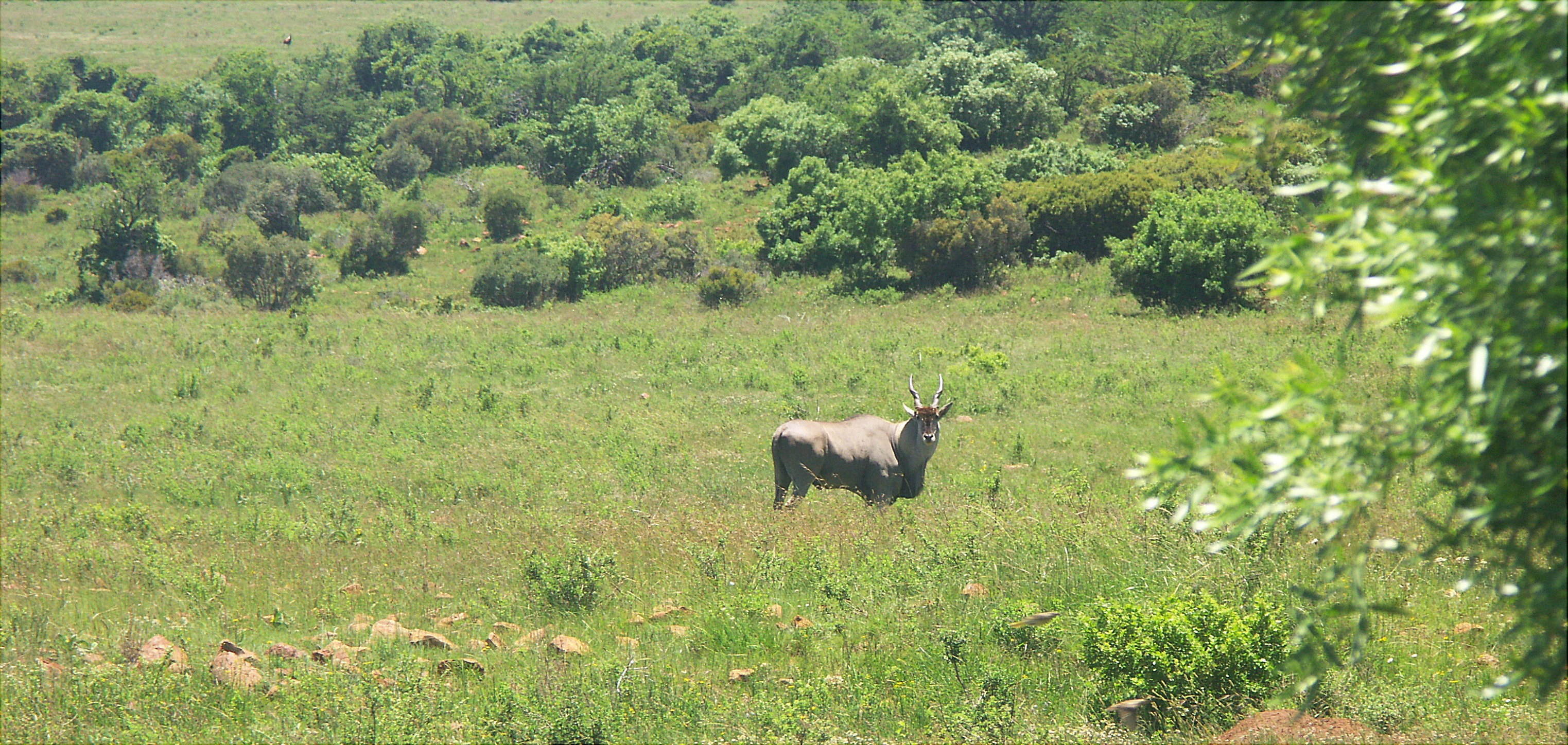 Image of Eland