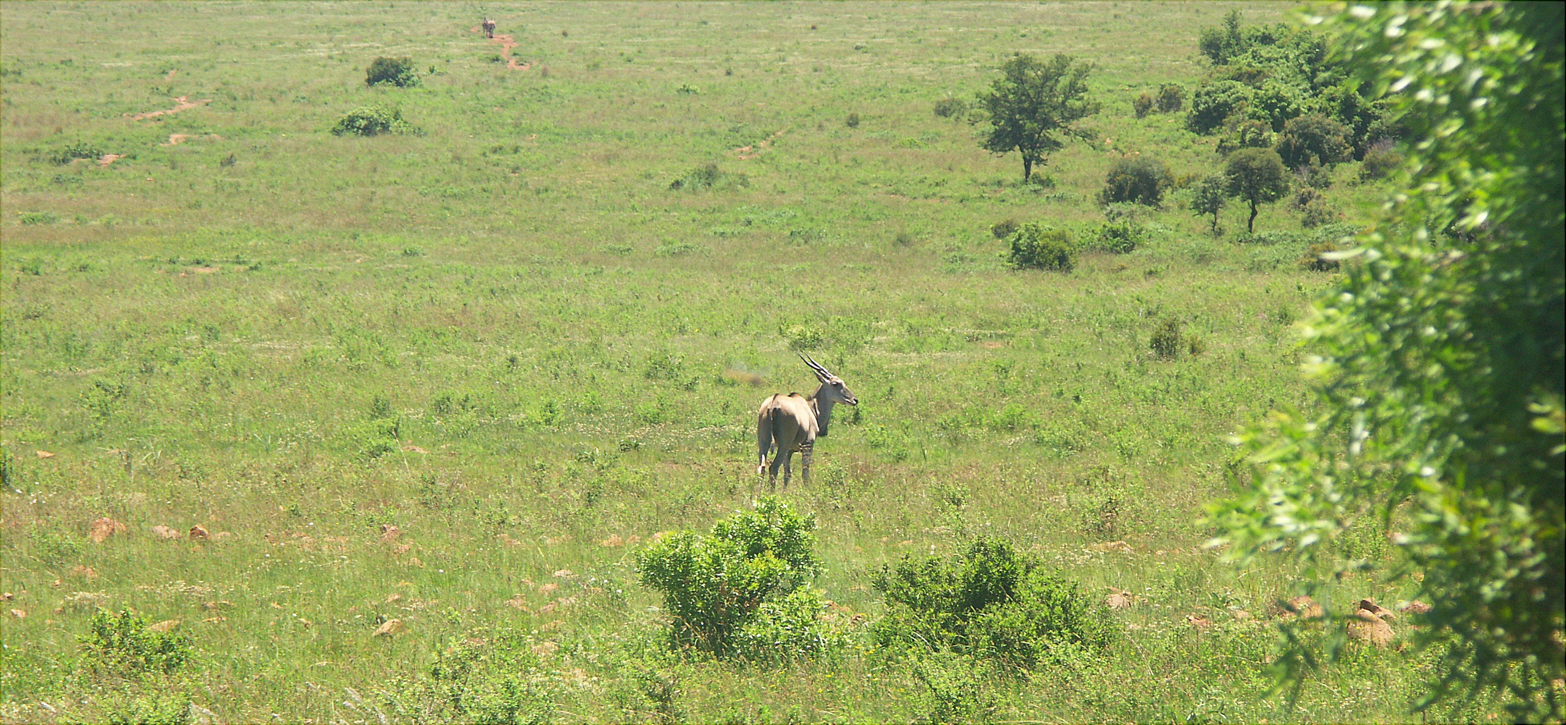 Image of Eland