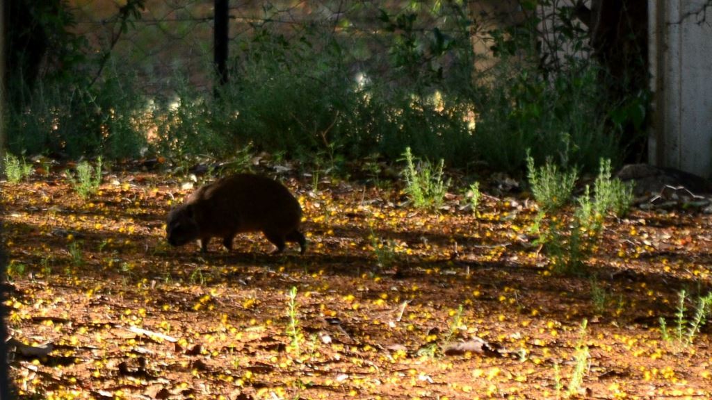 Image of Rock Hyrax