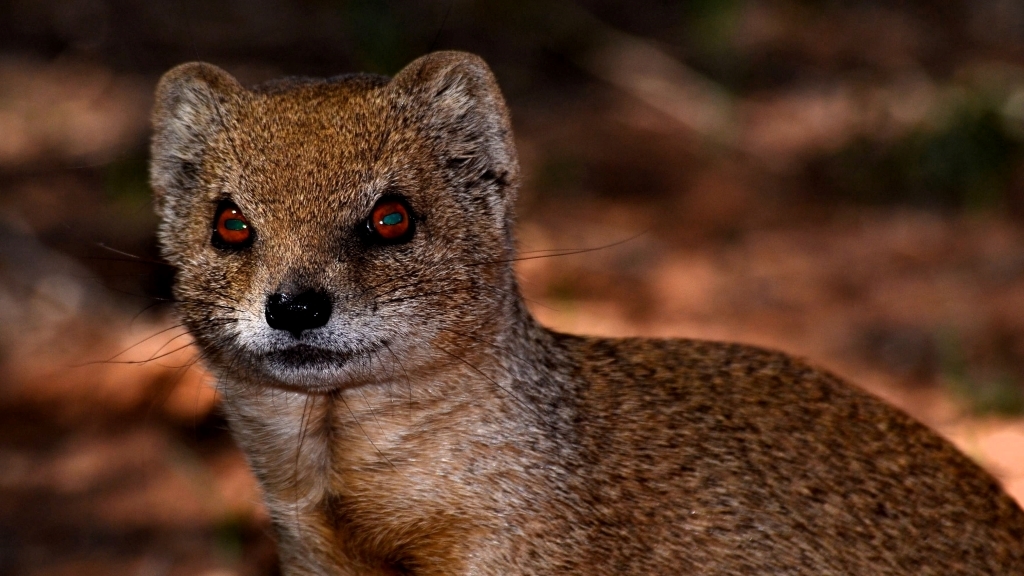 Image of Yellow Mongoose