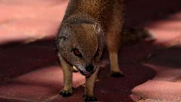 Image of Yellow Mongoose