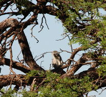 Image of Vervet Monkey