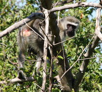 Image of Vervet Monkey