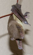 Image of House Bats