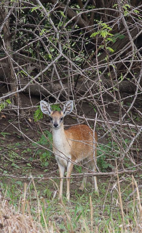 Image of Sharpe's Grysbok