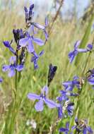 Image of Apache lobelia