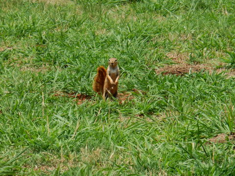 Image of Cape Ground Squirrel