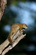 Image of Smith's Bush Squirrel