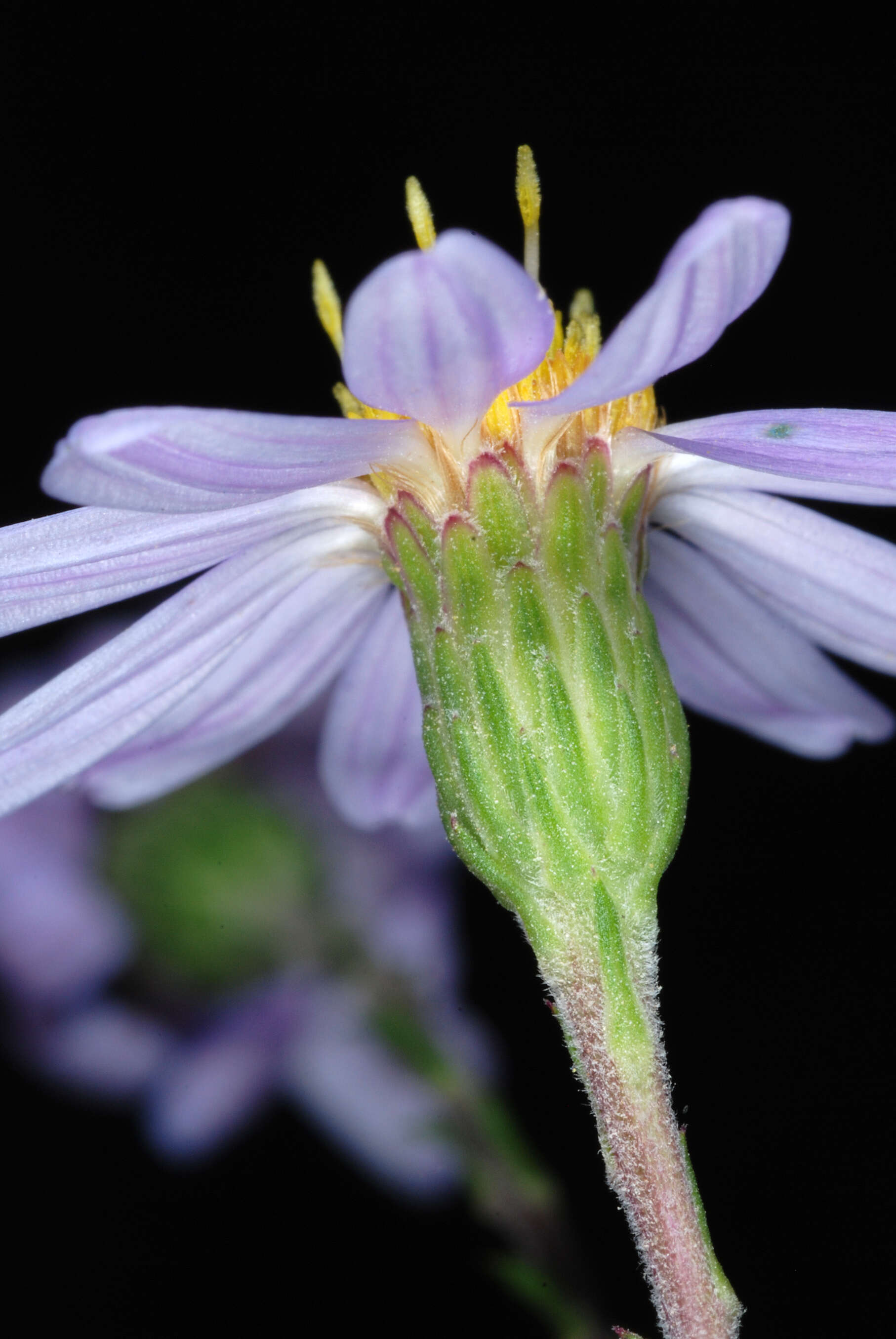 Image of Ionactis linariifolia (L.) Greene