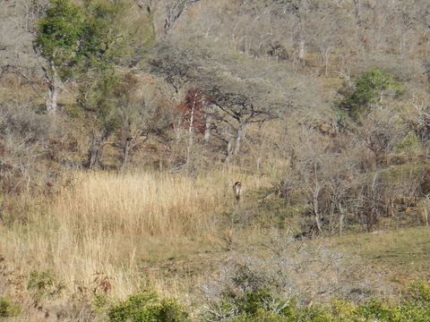 Image of Ellipsen Waterbuck