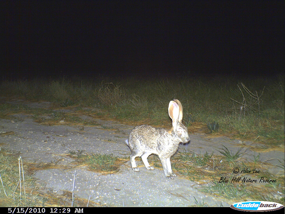 Image of Savannah Hare