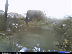 Image of Gemsbok