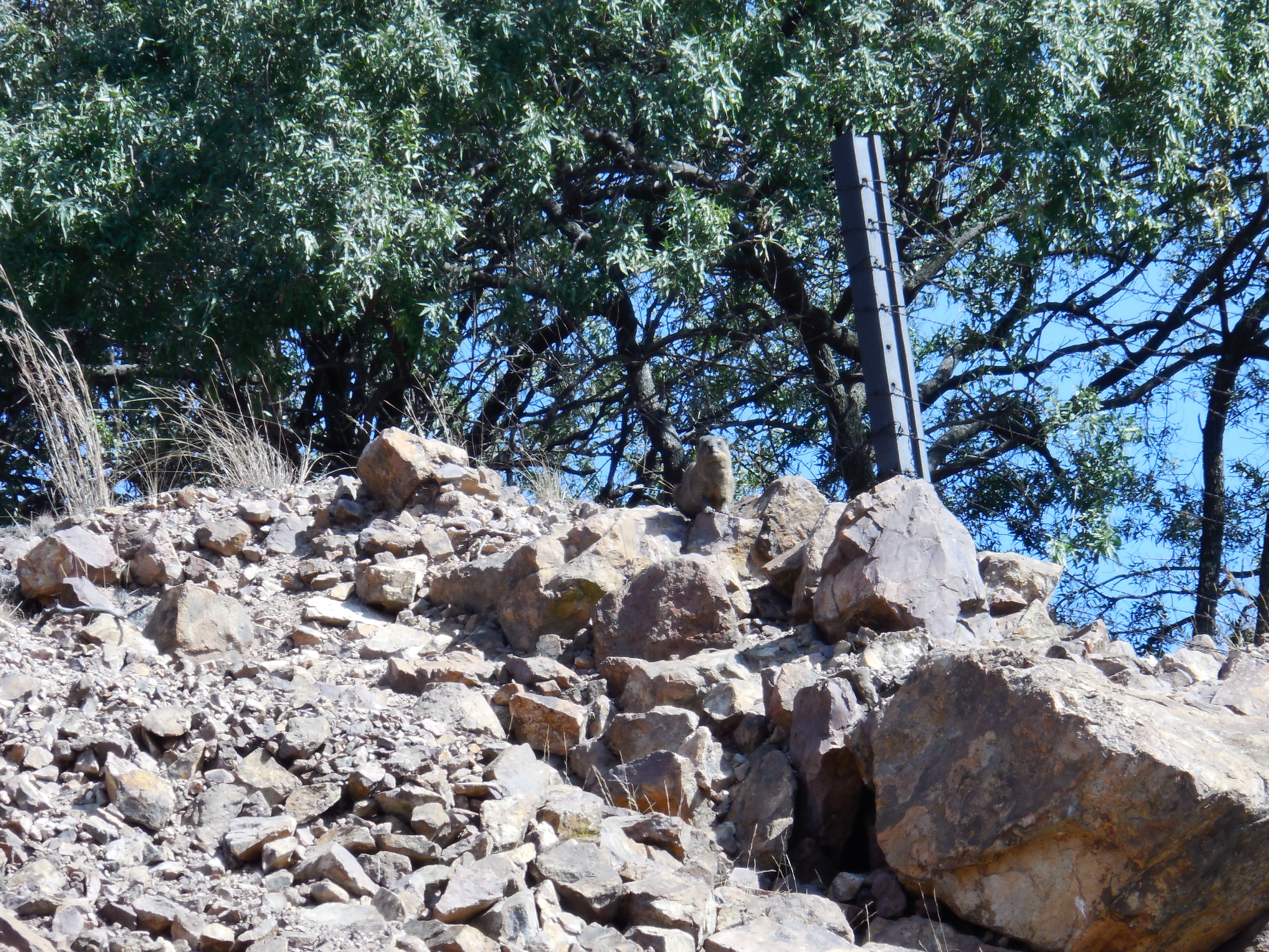 Image of Rock Hyrax