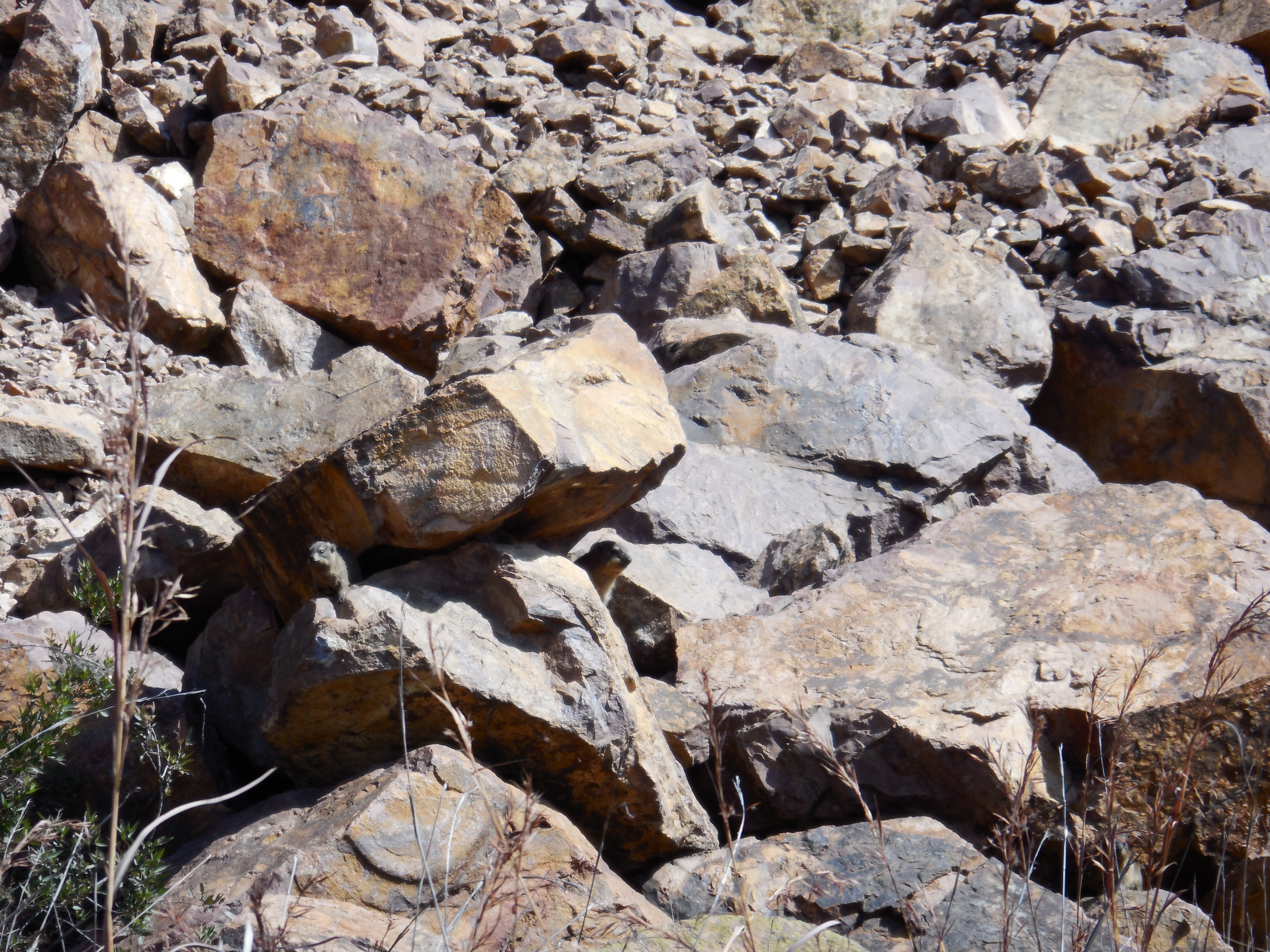 Image of Rock Hyrax