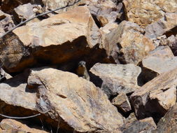 Image of Rock Hyrax