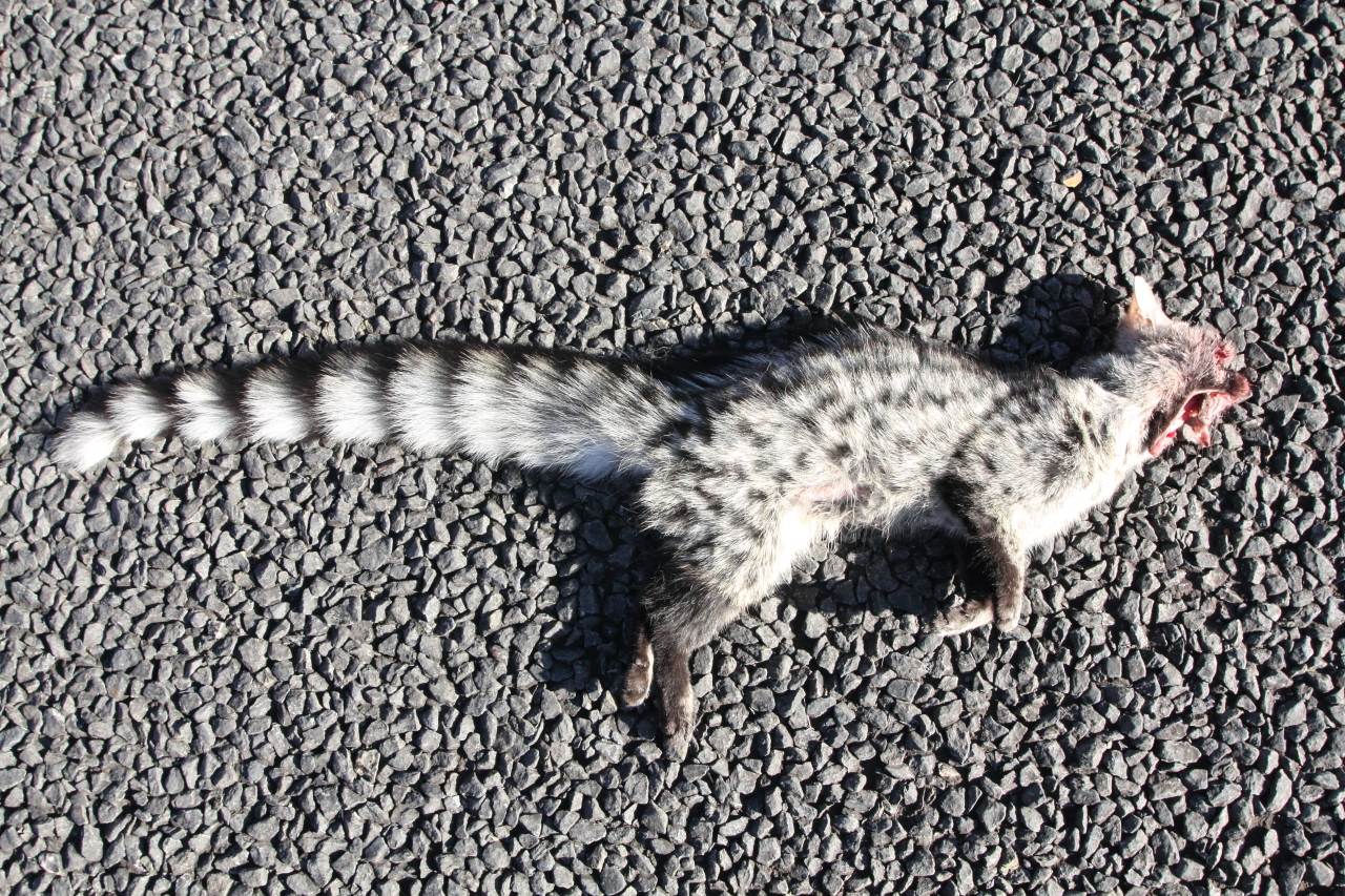 Image of Common Genet