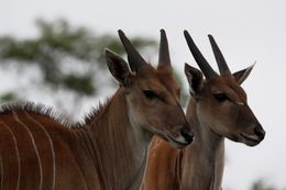 Image of Eland