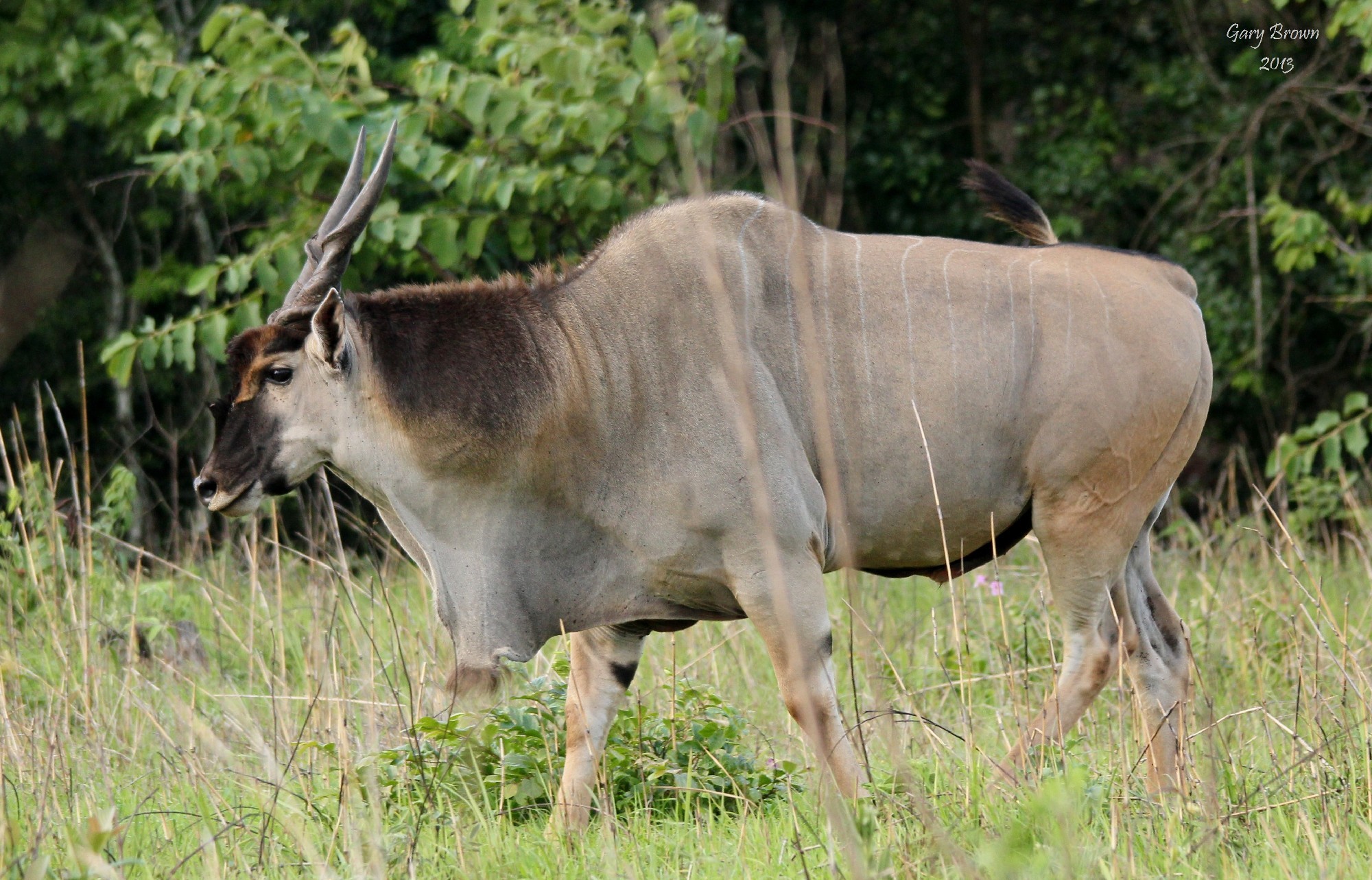 Image of Eland