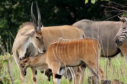 Image of Eland