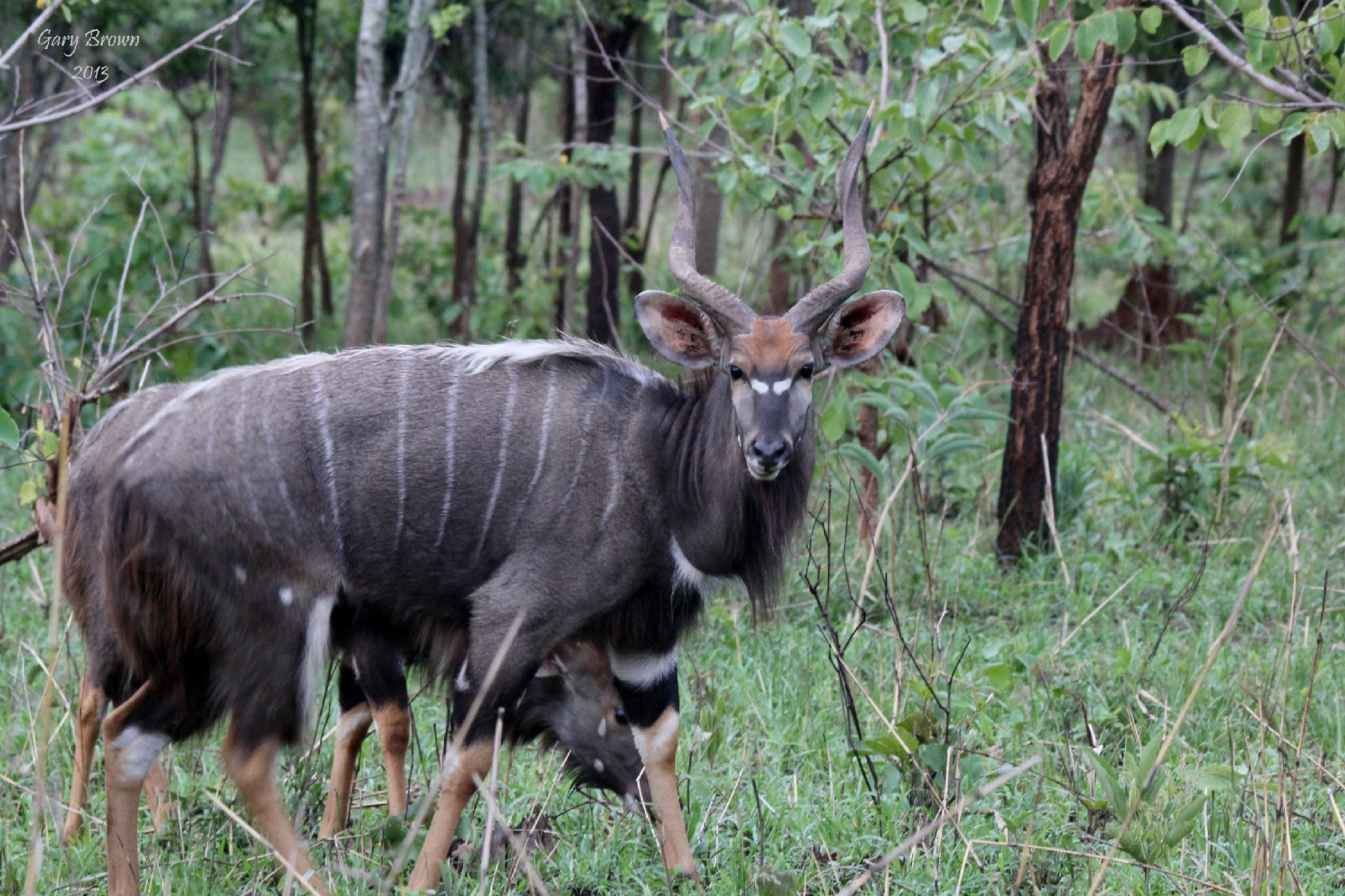 Image of Nyala