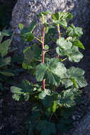 Image of Moreno currant