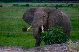 Image of African bush elephant