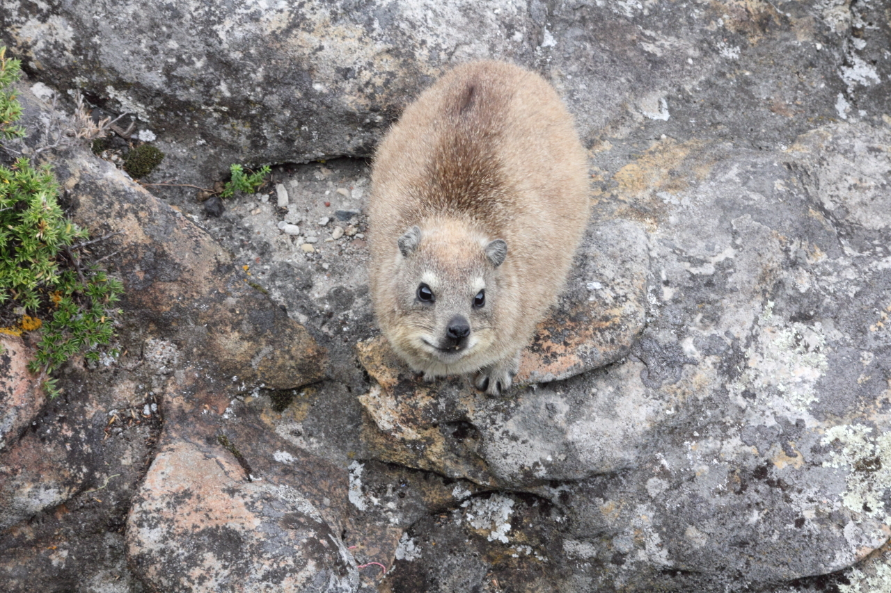 Image of Rock Hyrax