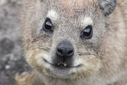 Image of Rock Hyrax